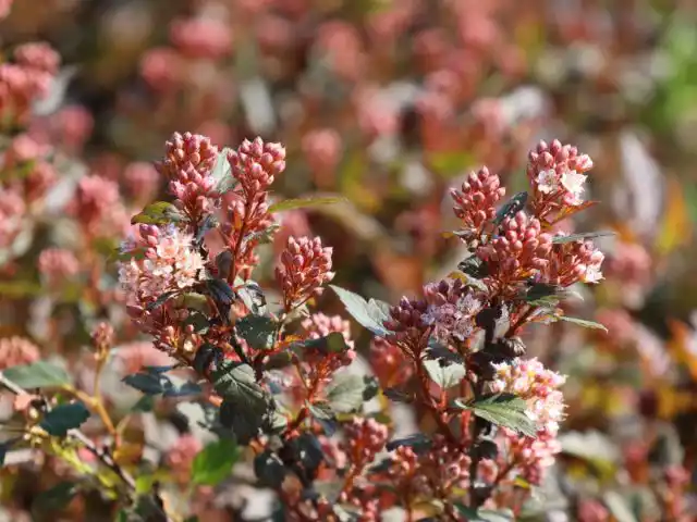 Пузыреплодник калинолистный «Литл Джокер» ('Little Joker')