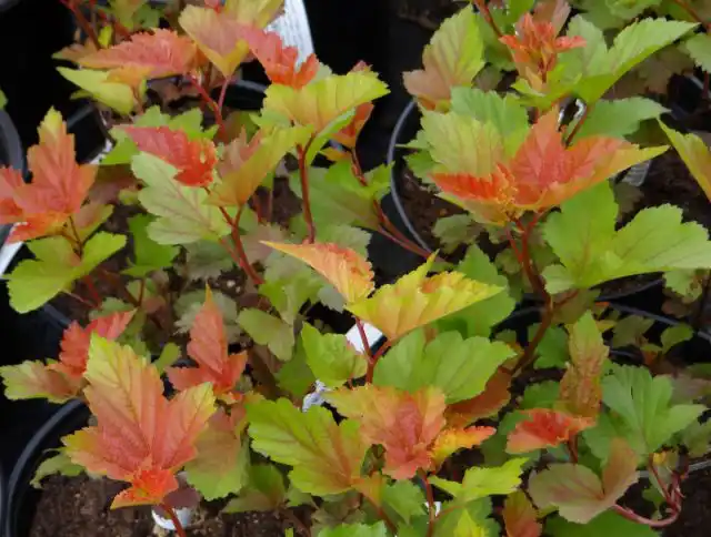 Пузыреплодник калинолистный «Мэджик Бол» ('Magic Ball')