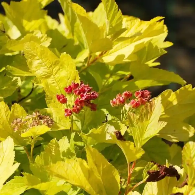 Пузыреплодник калинолистный «Энжел Голд» (Physocarpus opulifolius ’Angel Gold’)