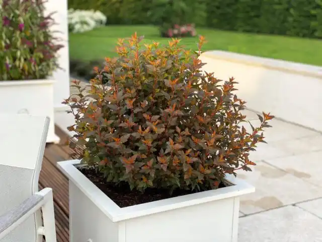 Пузыреплодник калинолистный «Мэджикал Свит Черри Ти» ('Magical Sweet Cherry Tea')