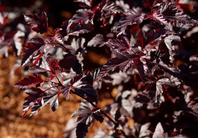 Пузыреплодник калинолистный «Пантер» ('Panther')