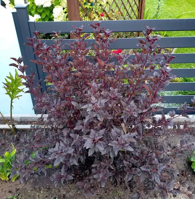 Пузыреплодник калинолистный «Пети Плам» ('Petite Plum')