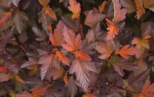 Пузыреплодник калинолистный «Ред Эскуайр» ('Red Esquire')