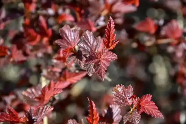 Пузыреплодник калинолистный «Шух» ('Schuch')
