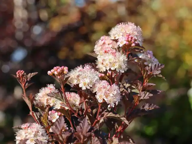 Пузыреплодник калинолистный «Эннис Год» (Physocarpus opulifolius 'Anny’s Gold')