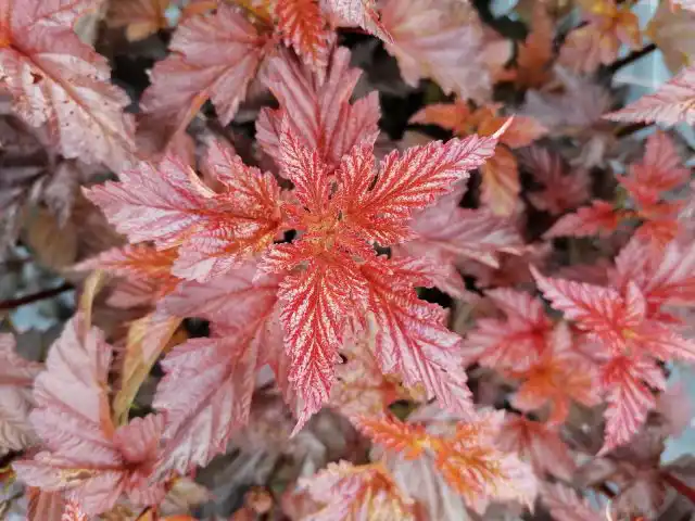 Пузыреплодник калинолистный «Здеховице» ('Zdechovice')