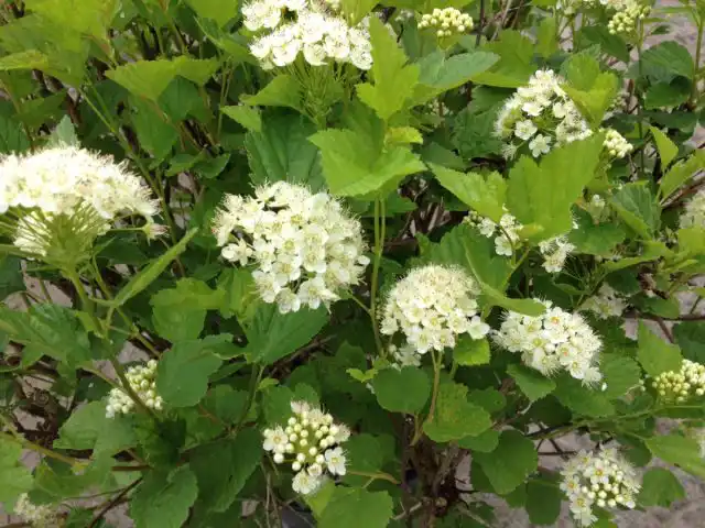 Пузыреплодник калинолистный «Нанус» ('Nanus')