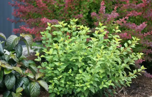 Пузыреплодник калинолистный «Литл Грини» ('Little Greeny')