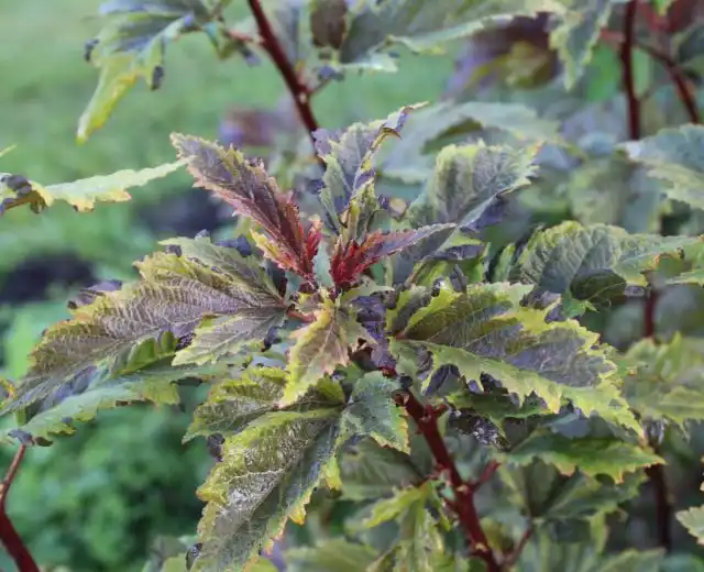 Пузыреплодник калинолистный «Хамелеон» ('Chameleon')
