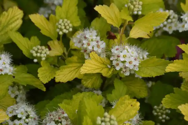 Пузыреплодник калинолистный «Дартс Голд» (Physocarpus opulifolius 'Dart’s Gold')
