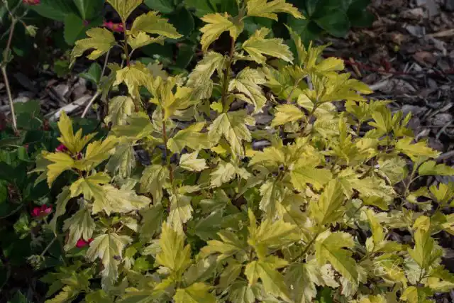 Пузыреплодник калинолистный «Лютеус» (Pysocaprus opulifolius var. aureus 'Luteus')