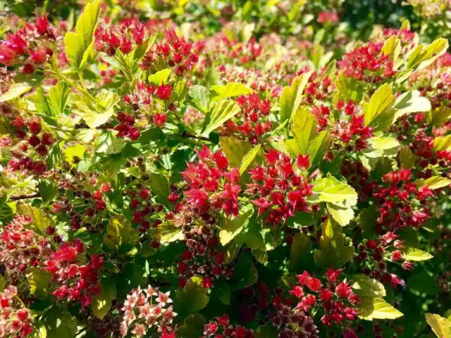 Пузыреплодник калинолистный «Распберри Лимонад» ('Raspberry Lemonade')