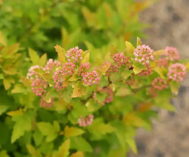 Пузыреплодник калинолистный «Тайни Вайн Голд» ('Tiny Wine Gold')