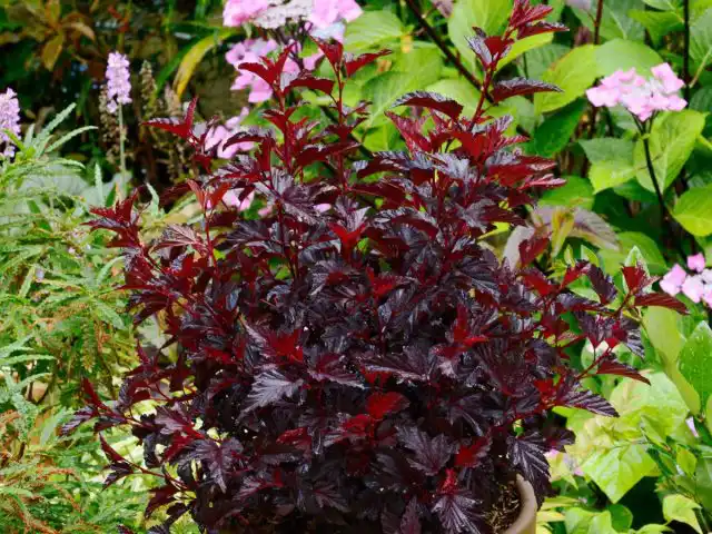 Пузыреплодник калинолистный «Олл Блэк» ('All Black')