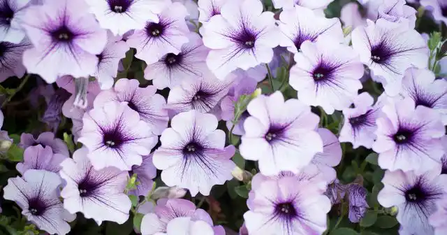 "Тайдал Вейв" по праву считается одной из самых неприхотливых разновидностей