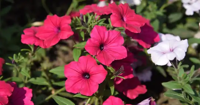 Петуния "Тайдал Вейв Черри" среди своих родственников выделяется самыми высокими темпами роста