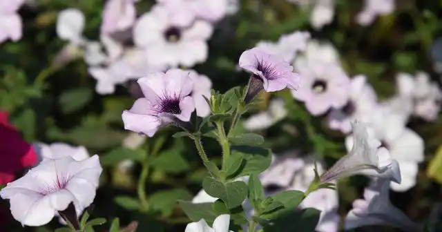 Петуния "Тайдал Вейв Сильвер" – одна из самых мощных в этой серии