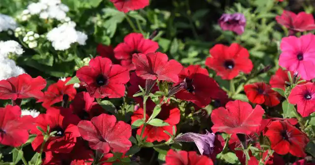 Петуния "Тайдал Ред Велюр" – это одна из самых популярных и ярких в этой гибридной группе