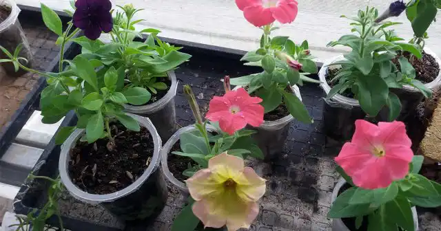 Петуния "Тайдал", хотя и относится к быстрорастущим сортам и гибридам, сначала развиваются довольно медленно