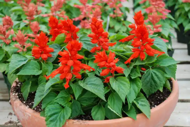 Сальвия выживает в полутени, но лучше всего цветет именно на полном солнце