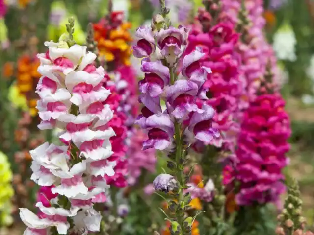 Характерные двугубые цветки львиного зева имеют вид мордочки и бывают практически любого цвета