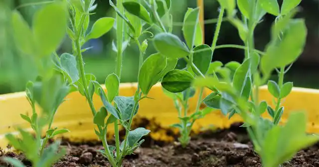 Так как душистый горошек ещё и довольно долго развивается до начала цветения, в средней полосе его, обычно, выращивают рассадным способом