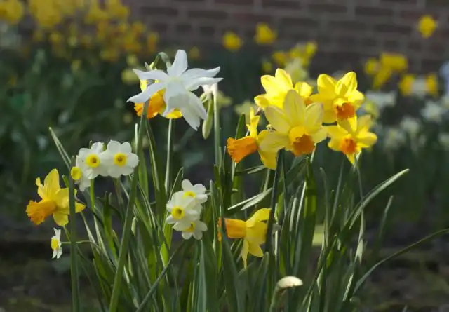 Тем эфемероидам, что не выкапываются (нарциссы, мускари, крокусы) очень желательно найти место, где почва и в течение всего лета будет хорошо прогреваться солнечными лучами
