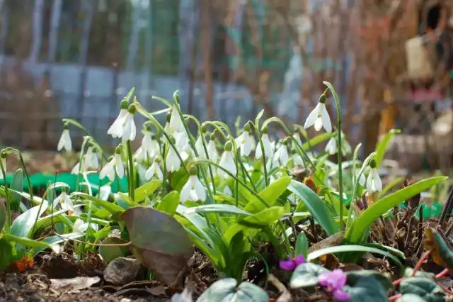 Подлесковым растениям комфортно, когда они прикрыты с осени листовым и травяным опадом