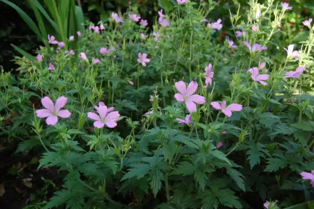 Герань Эндриса, или французская герань «Варгрейв Пинк» (Geranium endressii ’Wargrave Pink’)