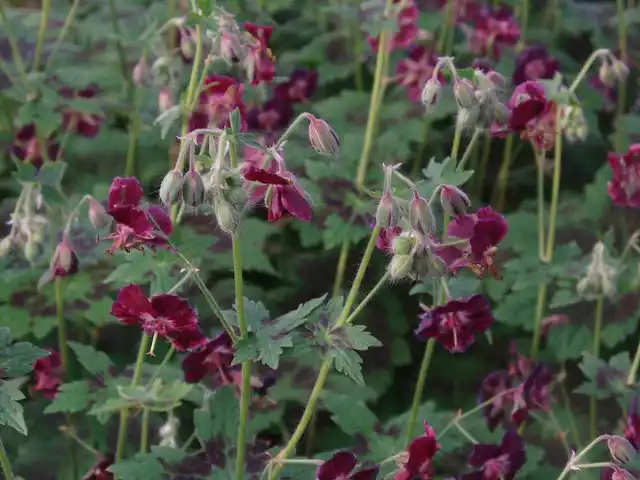 Герань темная «Самобор» (Geranium phaeum var. phaeum ’Samobor’)