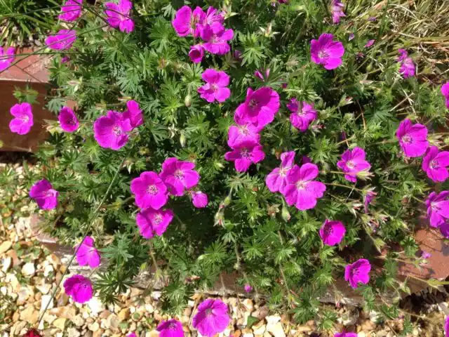 Герань кроваво-красная (Geranium sanguineum)