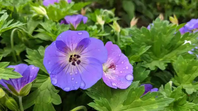 Герань гибридная «Джонсонс Блю» (’Johnson’s Blue’)