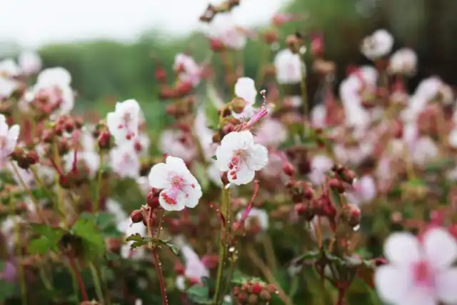 Герань кентабриджийская «Биоково» (Geranium cantabrigiense ’Biokovo’)
