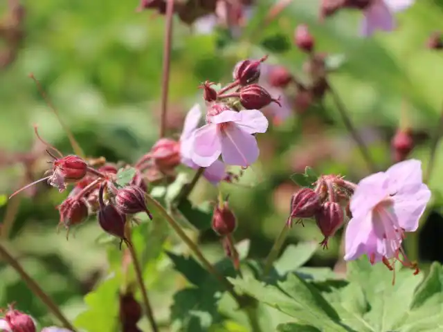 Герань крупнокорневищная «Ингверсенс Вариети» (Geranium macrorrhizum Ingwersen’s Variety’)