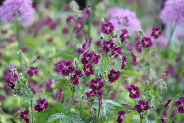 Герань темная «Спрингтайм» (Geranium phaeum ’Springtime’)