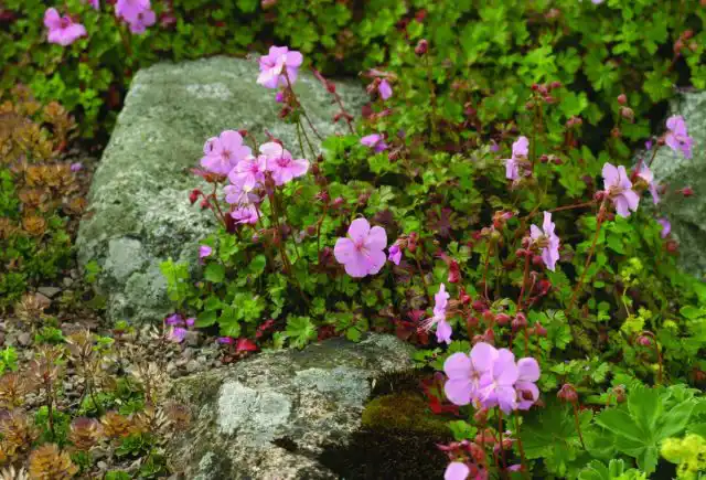 Герань далматская (Geranium dalmaticum)