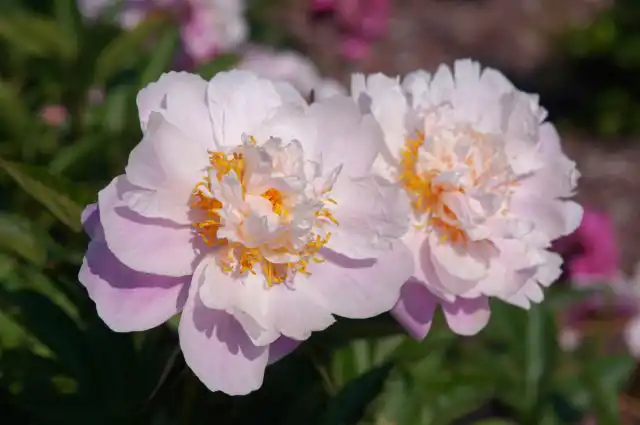 Пион молочноцветковый (paeonia lactiflora), или китайский, родом с Дальнего Востока