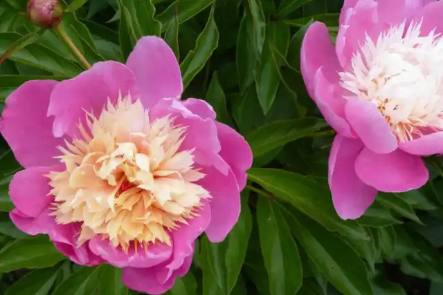 Пион молочноцветковый «Боул оф Бьюти» (’Bowl of Beauty’)