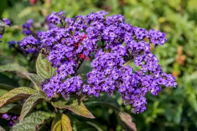 Гелиотроп перувианский «Дварф Марин» (Heliotropium peruvianum 'Dwarf Marine')