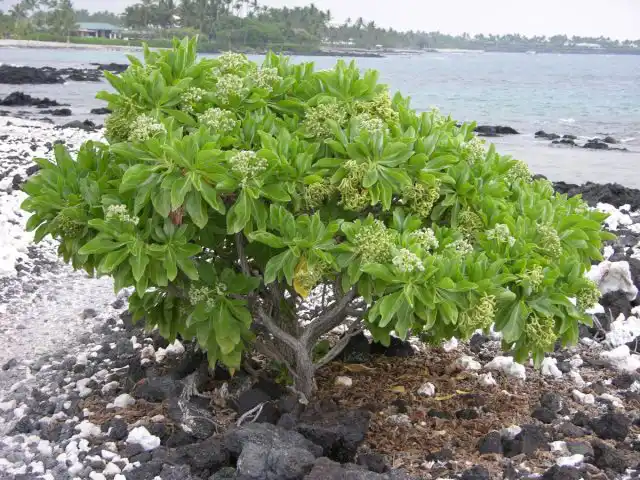 Гелиотроп древовидный (Heliotropium foertherianum)
