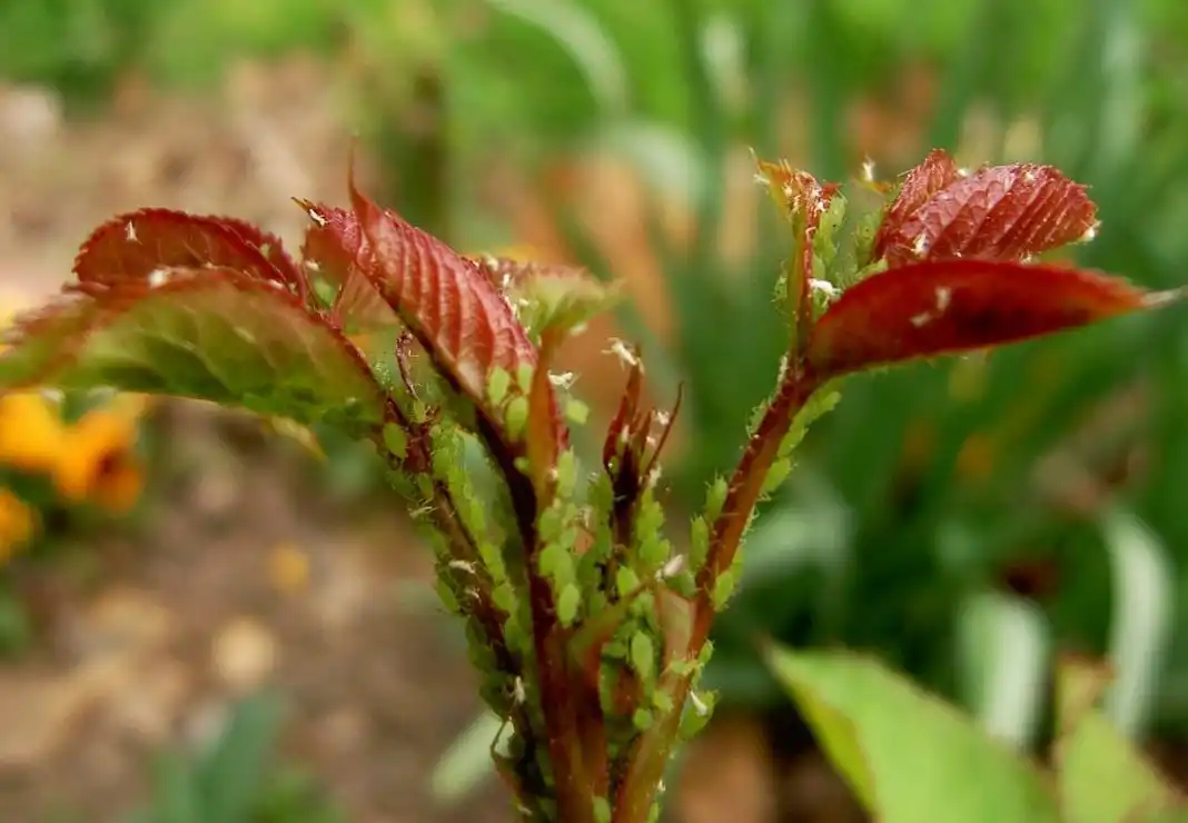 Посконник ароматный «Джойкус Варигейтед» (Eupatorium aromaticum ’Joicus Variegated’)