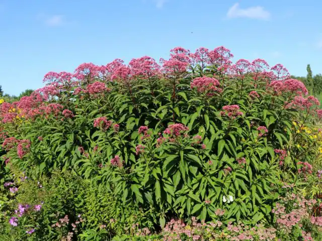 Посконник пятнистый «Глутбол» (Eupatorium maculatum ’Glutball’)
