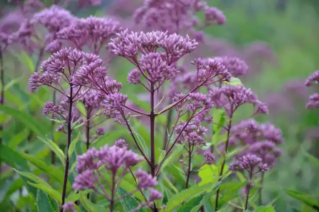 Посконник пятнистый "Перпл Буш"  ('Purple Bush')