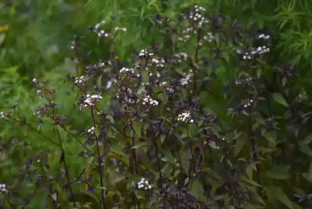 Посконник морщинистый «Шоколад» (Eupatorium Rugosum ˈChocolateˈ)