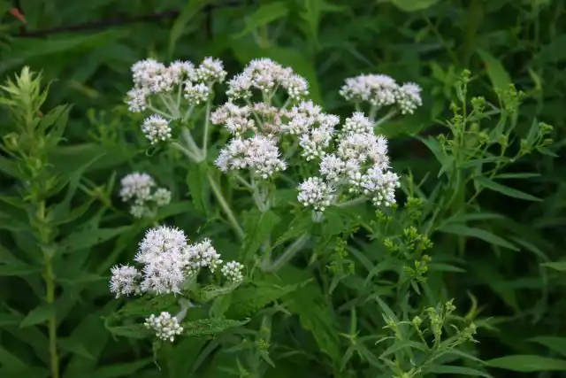 Посконник обыкновенный (Eupatorium perfoliatum)