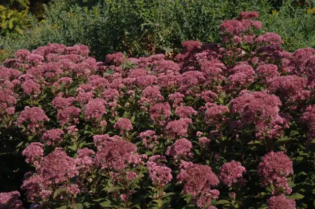 Посконник сомнительный «Литтл Джой» (Eupatorium dubium ’Little Joe’)