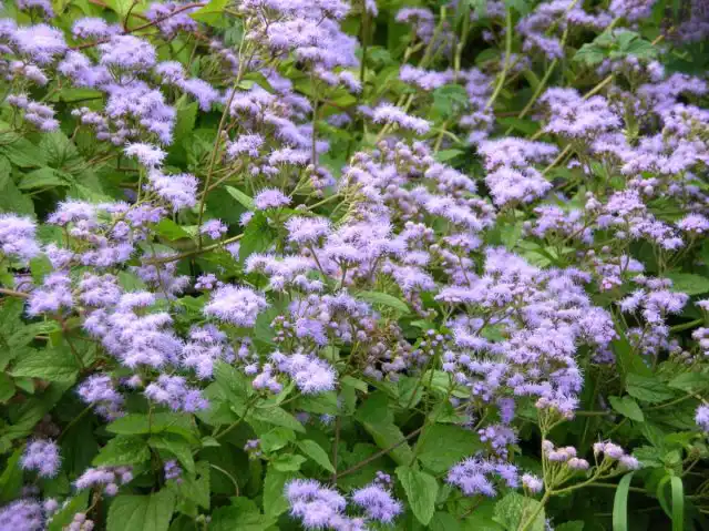 Посконник голубой (Eupatorium coelestinum)