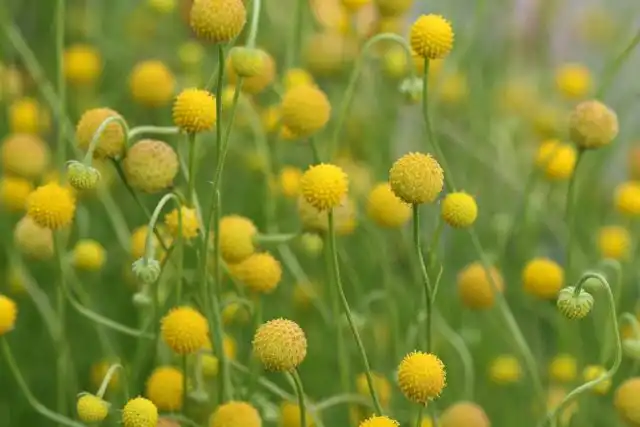 Гелениум ароматный растет как многолетнее растение в теплом климате, но часто выращивается в качестве летника в средней полосе