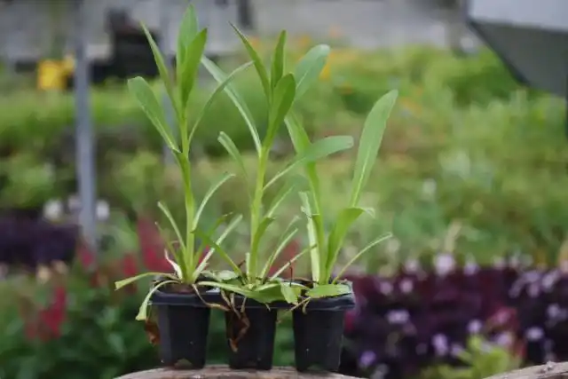 Если посеять цефалофору пораньше, в феврале, то цветущие растения можно получить уже в мае