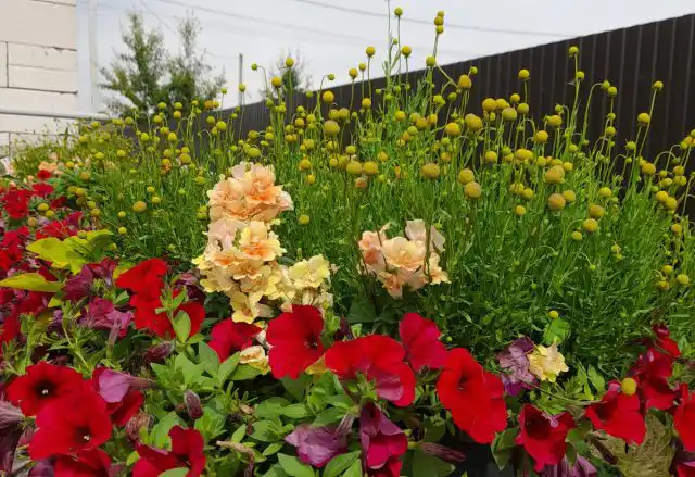 Хорошо смотрелся цветок и в сочетании с низкорослым львиным зевом